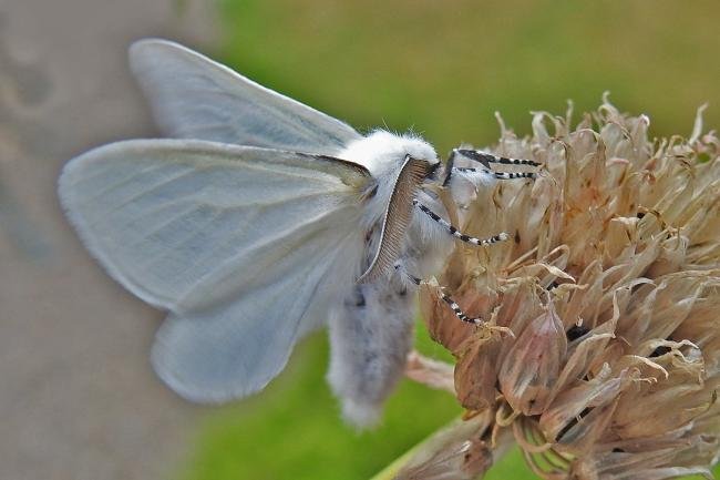 White Satin (Leucoma salicis), adult. Chester-le-Street, 04-07-2018. Copyright Keith Dover.