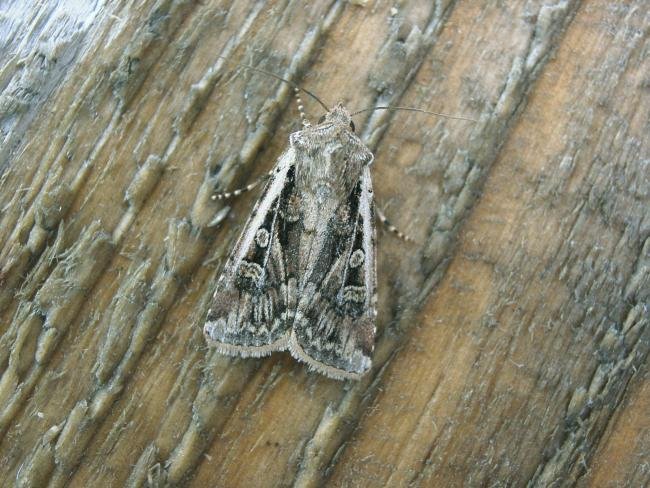 White-line Dart (Euxoa tritici), adult. 17-08-2006. Copyright Keith Dover.