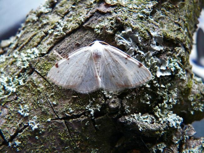 White-pinion Spotted (Lomographa bimaculata), adult. Comb Bridges, 24-05-2010. Copyright Keith Dover.