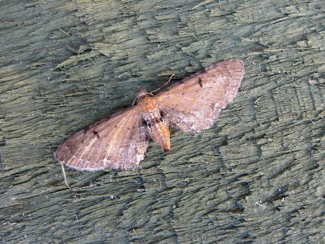 Wormwood Pug (Eupithecia absinthiata), adult. Chester-le-Street, 18-07-2006. Copyright Keith Dover.