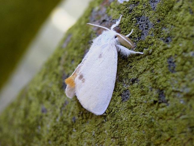 Yellow-tail (Euproctis similis), adult. 25-07-2006. Copyright Keith Dover.