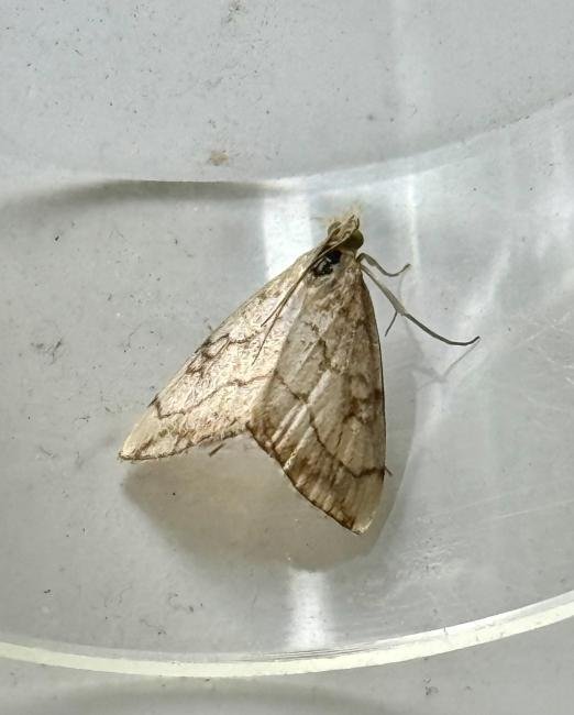 Evergestis pallidata, adult. Darlington, 17-07-2025. Copyright Kevin Tolhurst.