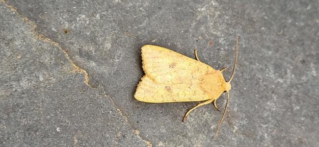 Brick (Sunira circellaris), adult. Old Quarrington, 15-10-2024. Copyright Richard Cowen.