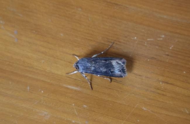 Dark Sword-grass (Agrotis ipsilon), adult. Old Quarrington, 09-04-2024. Copyright Richard Cowen.
