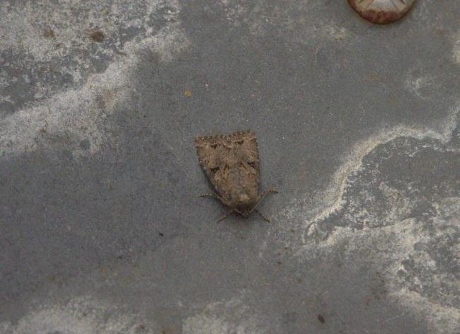 Dingy Shears (Fissipunctia ypsillon), adult. Old Quarrington, 18-07-2024. Copyright Richard Cowen.