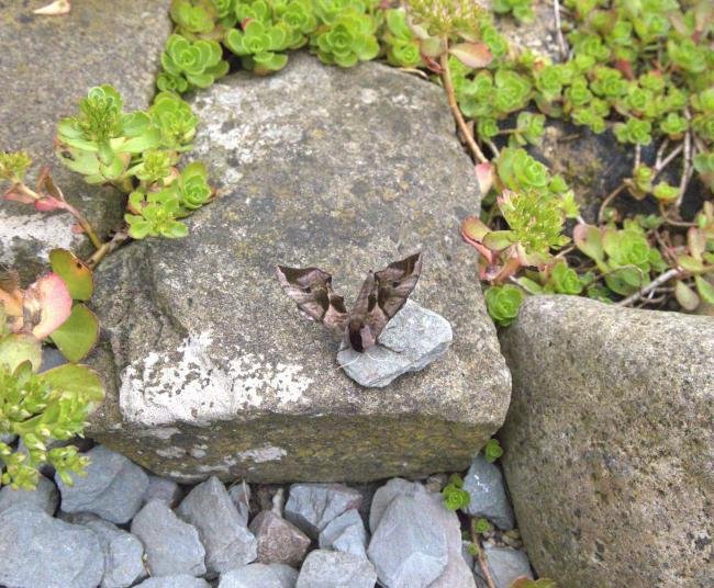 Eyed Hawk-moth (Smerinthus ocellata), adult. Old Quarrington, 21-06-2024. Copyright Richard Cowen.