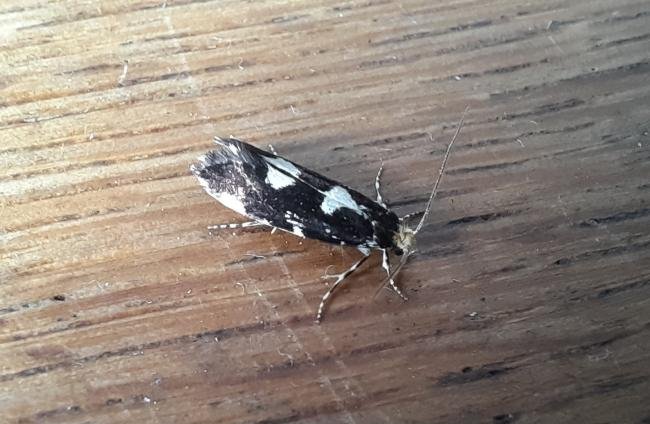 Triaxomera fulvimitrella, adult. Malton, 08-06-2022. Copyright Terry Coult.