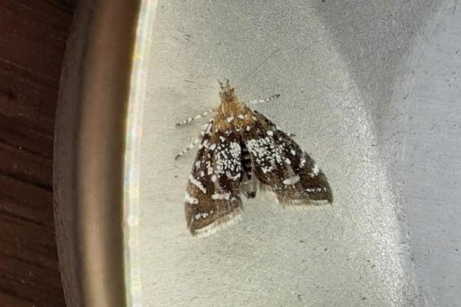 Prochoreutis myllerana, adult. Bearpark, 10-08-2021. Copyright Terry Coult.