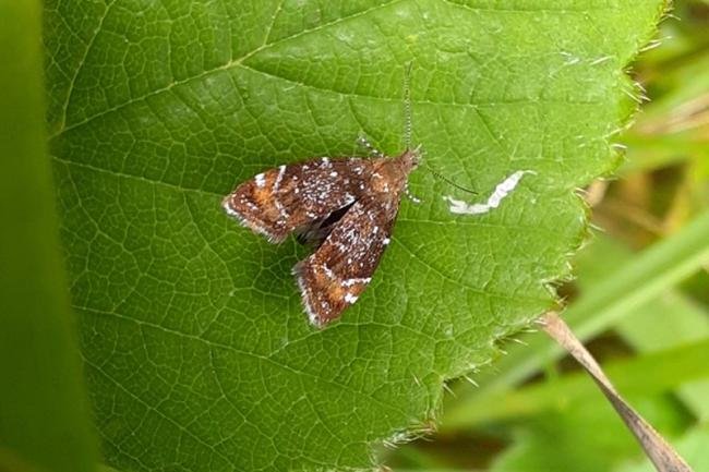 Prochoreutis sehestediana, adult. Malton, 07-08-2021. Copyright Terry Coult.