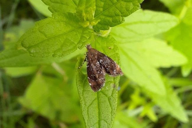 Prochoreutis sehestediana, adult. Malton, 07-08-2021. Copyright Terry Coult.