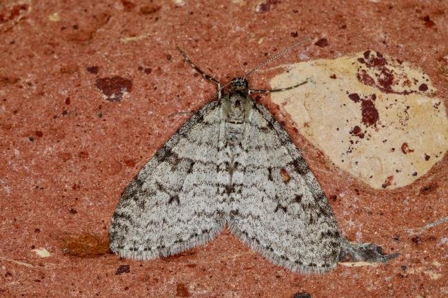 Early Tooth-striped (Trichopteryx carpinata), adult. Ouston, 17-04-2023. Copyright Verna Atkinson.