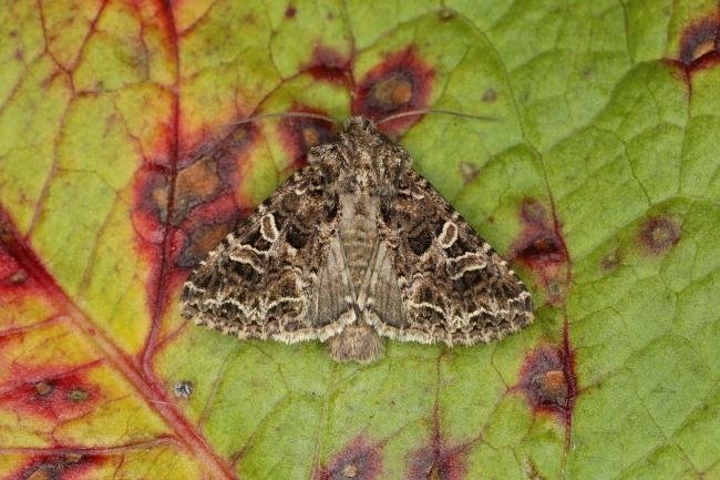 Lychnis (Hadena bicruris), adult. Ouston, 25-05-2023. Copyright Verna Atkinson.