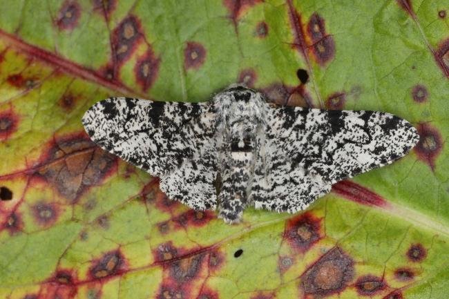 Peppered Moth (Biston betularia), adult. Ouston, 25-05-2023. Copyright Verna Atkinson.