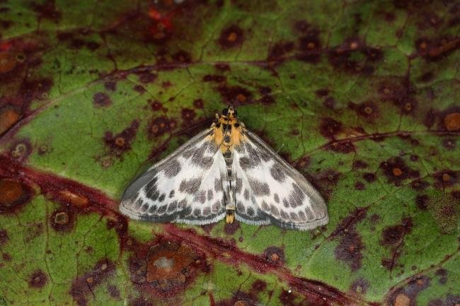 Small Magpie (Anania hortulata), adult. Ouston, 26-05-2023. Copyright Verna Atkinson.