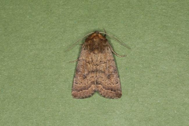 Uncertain (Hoplodrina octogenaria), adult. Ouston, 17-06-2023. Copyright Verna Atkinson.