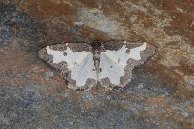 Clouded Border (Lomaspilis marginata), adult. Ouston, 06-07-2023. Copyright Verna Atkinson.