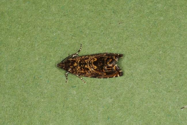 Cherry Bark Tortrix (Enarmonia formosana), adult. Ouston, 17-08-2023. Copyright Verna Atkinson.