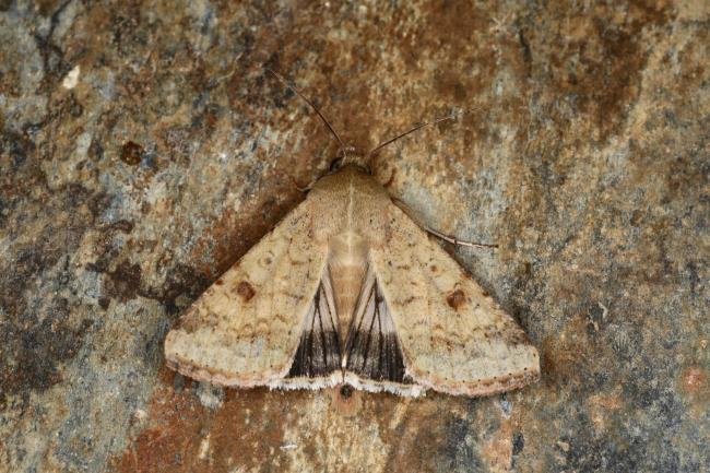 Scarce Bordered Straw (Helicoverpa armigera), adult. Ouston, 19-09-2023. Copyright Verna Atkinson.