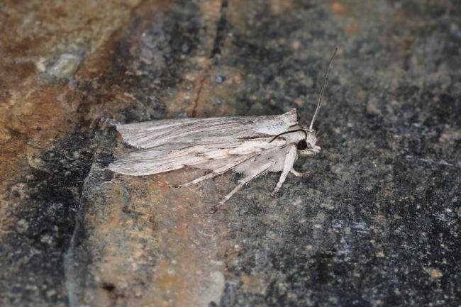 Blair's Shoulder-knot (Lithophane leautieri), adult. Ouston, 21-09-2023. Copyright Verna Atkinson.