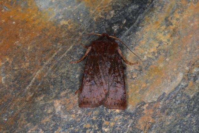 Dark Chestnut (Conistra ligula), adult. Ouston, 21-09-2023. Copyright Verna Atkinson.