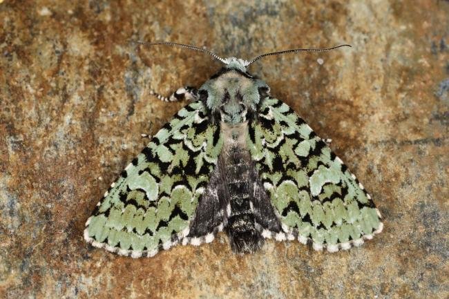 Merveille du Jour (Griposia aprilina), adult. Ouston, 21-09-2023. Copyright Verna Atkinson.