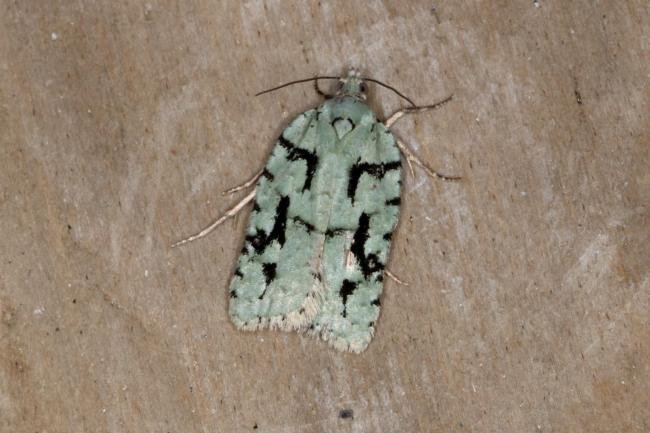 Acleris literana, adult. Ouston, 25-03-2018. Copyright Verna Atkinson.