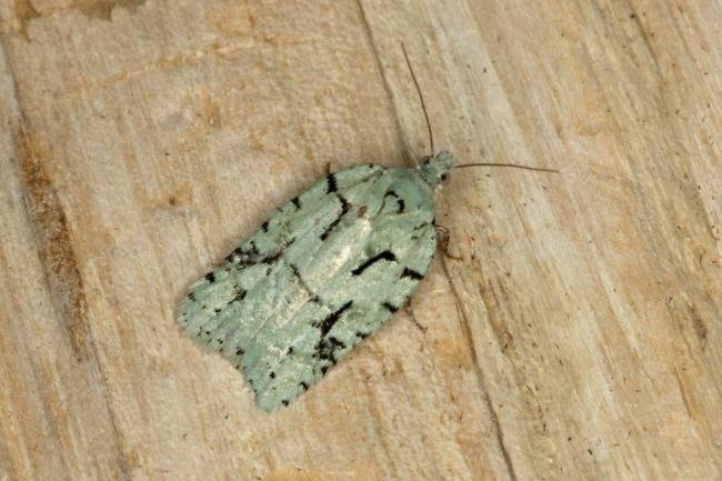 Acleris literana, adult. Ouston, 11-04-2020. Copyright Verna Atkinson.