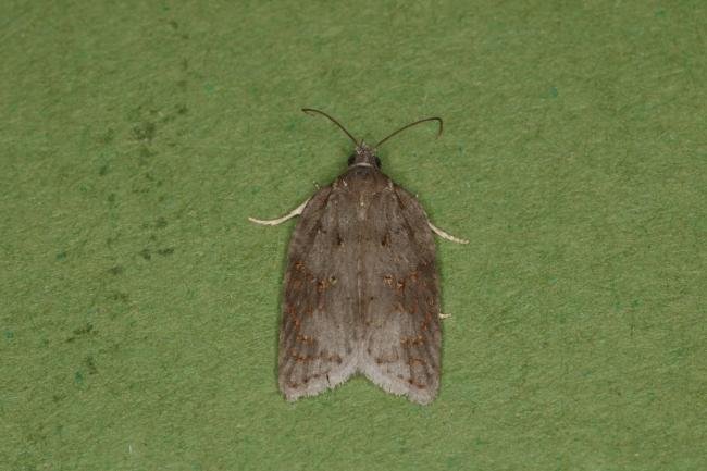 Acleris sparsana, adult. Ouston, 20-09-2022. Copyright Verna Atkinson.