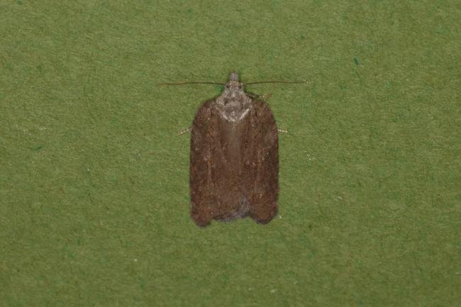 Acleris sparsana, adult. Ouston, 26-11-2022. Copyright Verna Atkinson.