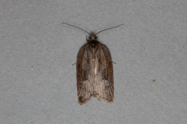 Acleris sparsana, adult. Ouston, 05-12-2019. Copyright Verna Atkinson.