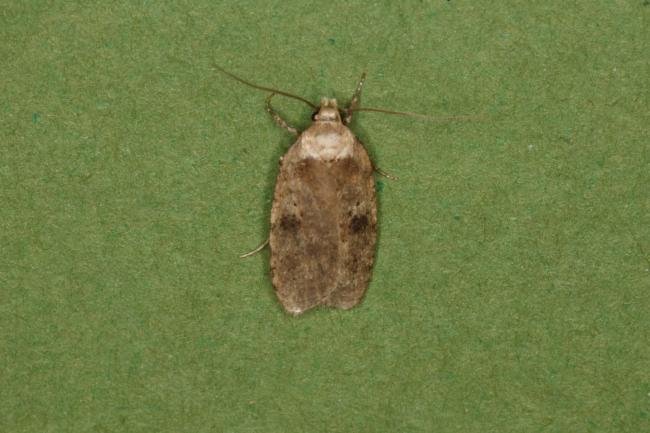 Agonopterix propinquella, adult. Ouston, 19-05-2022. Copyright Verna Atkinson.