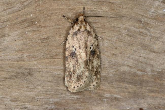 Agonopterix arenella, adult. Ouston, 12-10-2015. Copyright Verna Atkinson.