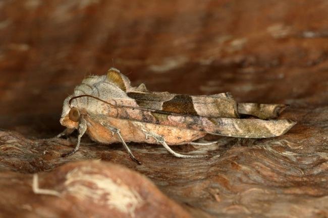 Angle Shades (Phlogophora meticulosa), adult. Ouston, 16-09-2019. Copyright Verna Atkinson.