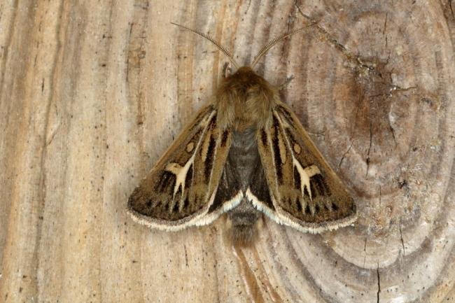 Antler Moth (Cerapteryx graminis), adult. Ouston, 18-07-2018. Copyright Verna Atkinson.