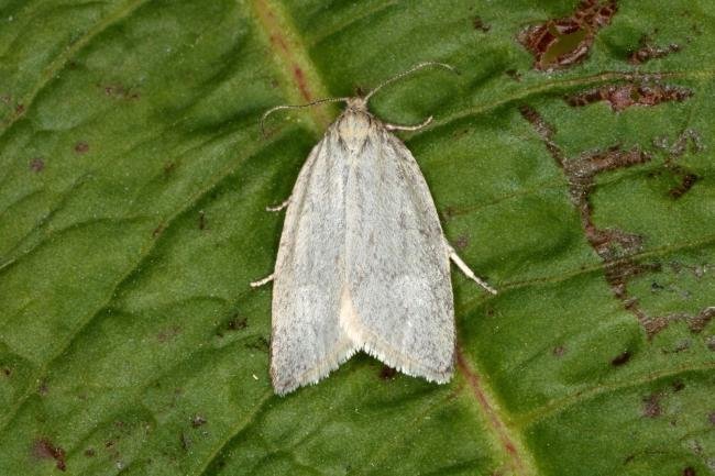 Timothy Tortrix (Zelotherses paleana), adult. Ouston, 09-06-2016. Copyright Verna Atkinson.