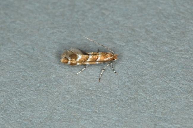 Cameraria ohridella, adult. Ouston, 01-05-2019. Copyright Verna Atkinson.