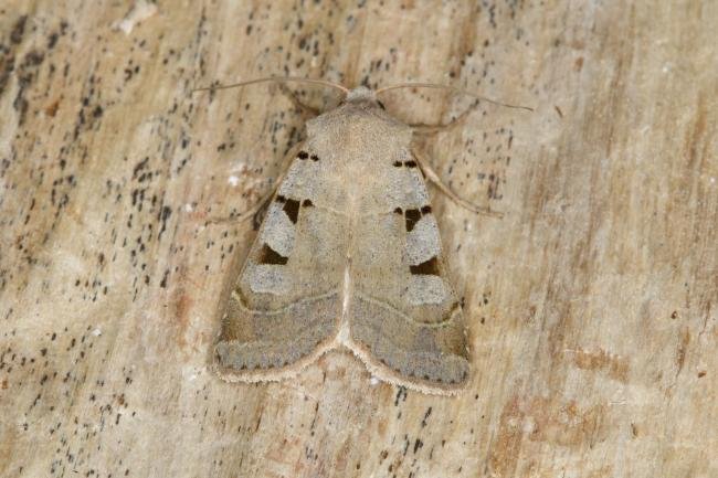 Autumnal Rustic (Eugnorisma glareosa), adult. Ouston, 25-08-2021. Copyright Verna Atkinson.