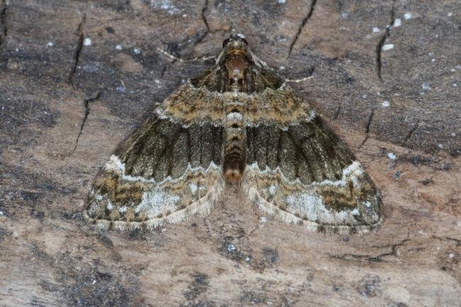 Barred Carpet (Martania taeniata), adult. Comb Bridges, 06-07-2017. Copyright Verna Atkinson.