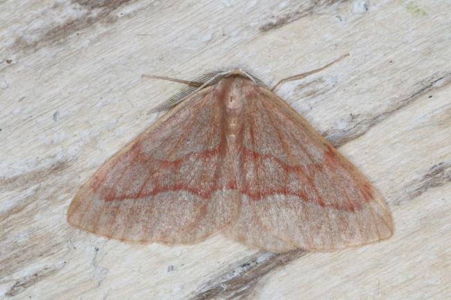 Barred Red (Hylaea fasciaria), adult. Ouston, 26-06-2016. Copyright Verna Atkinson.