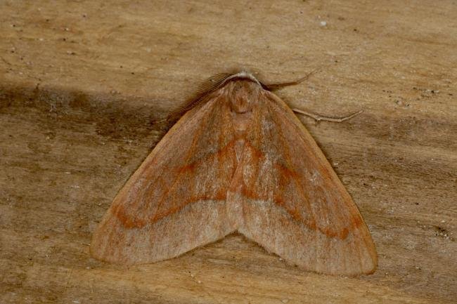 Barred Red (Hylaea fasciaria), adult. Ouston, 03-07-2020. Copyright Verna Atkinson.