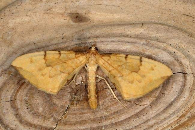 Barred Straw (Gandaritis pyraliata), adult. Ouston, 28-06-2019. Copyright Verna Atkinson.