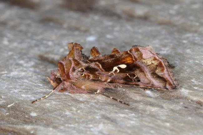 Beautiful Golden Y (Autographa pulchrina), adult. Ouston, 26-06-2016. Copyright Verna Atkinson.