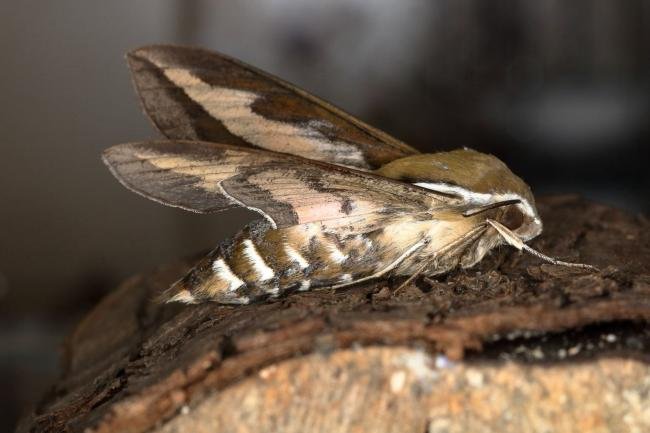 Bedstraw Hawk-moth (Hyles gallii), adult. Ouston, 04-08-2019. Copyright Verna Atkinson.