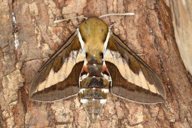 Bedstraw Hawk-moth (Hyles gallii), adult. Ouston, 04-08-2019. Copyright Verna Atkinson.