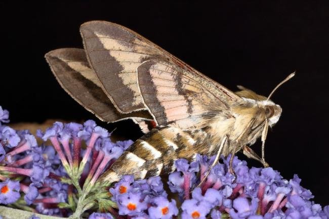 Bedstraw Hawk-moth (Hyles gallii), adult. Ouston, 04-08-2019. Copyright Verna Atkinson.