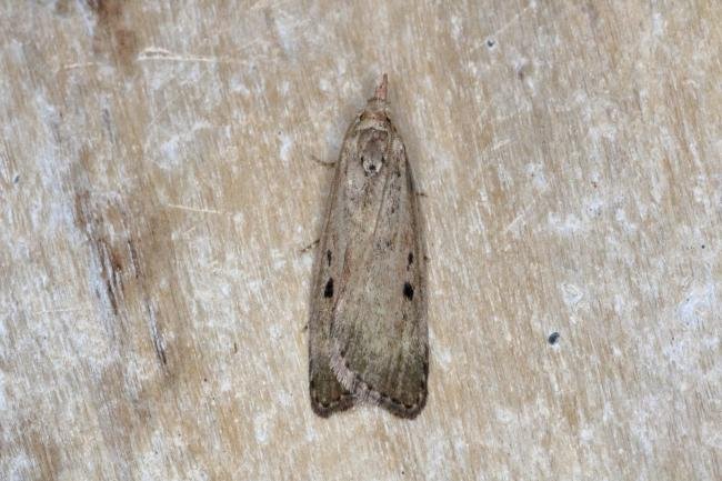 Bee Moth (Aphomia sociella), adult. Ouston, 22-05-2016. Copyright Verna Atkinson.