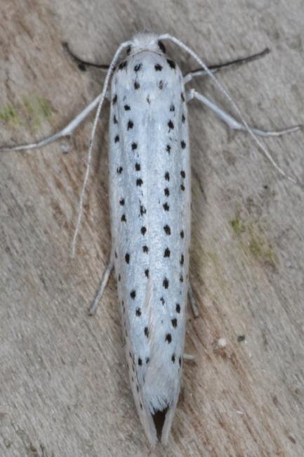 Bird-cherry Ermine (Yponomeuta evonymella), adult. Ouston, 20-07-2016. Copyright Verna Atkinson.