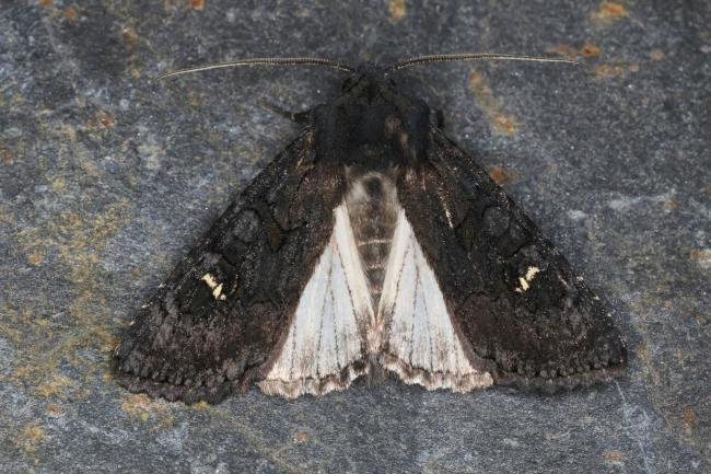 Black Rustic (Aporophyla nigra), adult. Ouston, 04-10-2022. Copyright Verna Atkinson.