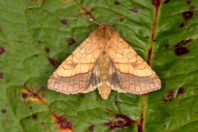 Bordered Sallow (Pyrrhia umbra), adult. Ouston, 19-06-2019. Copyright Verna Atkinson.