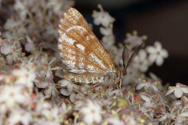 Bordered White (Bupalus piniaria), adult. Ouston, 15-06-2019. Copyright Verna Atkinson.